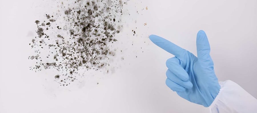 mold litigation